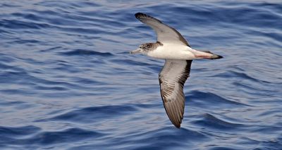 Seabirds prefer to excrete mid-flight, study finds